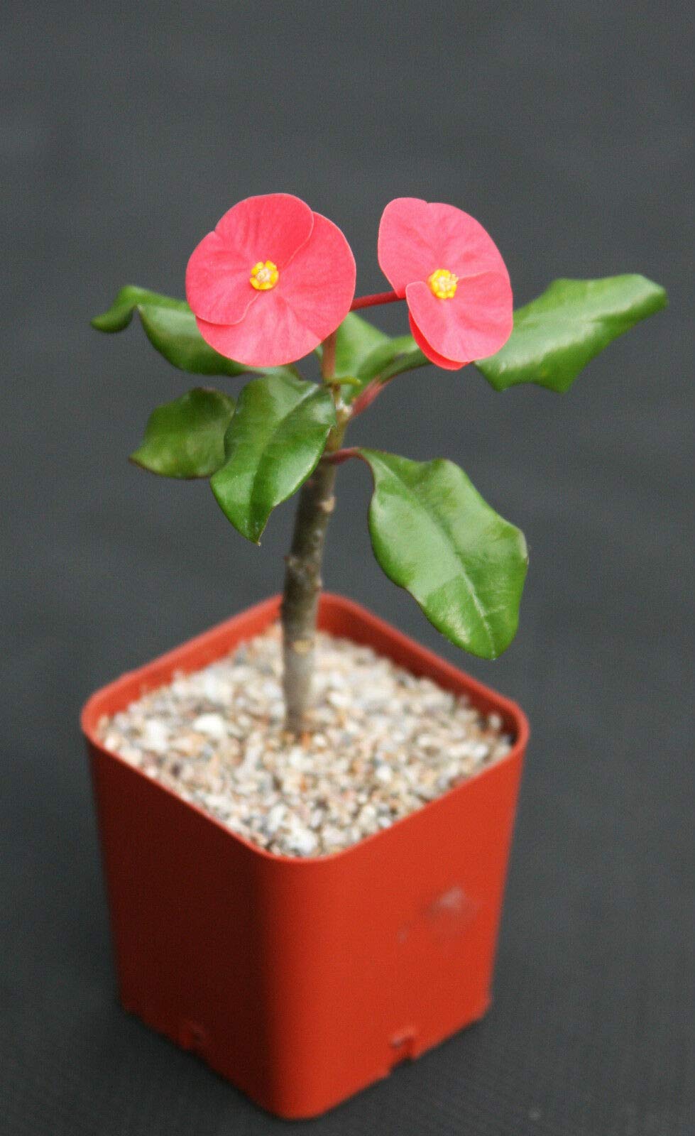 bonsai teebaum Bonsai - Carmona microphylla main image 1