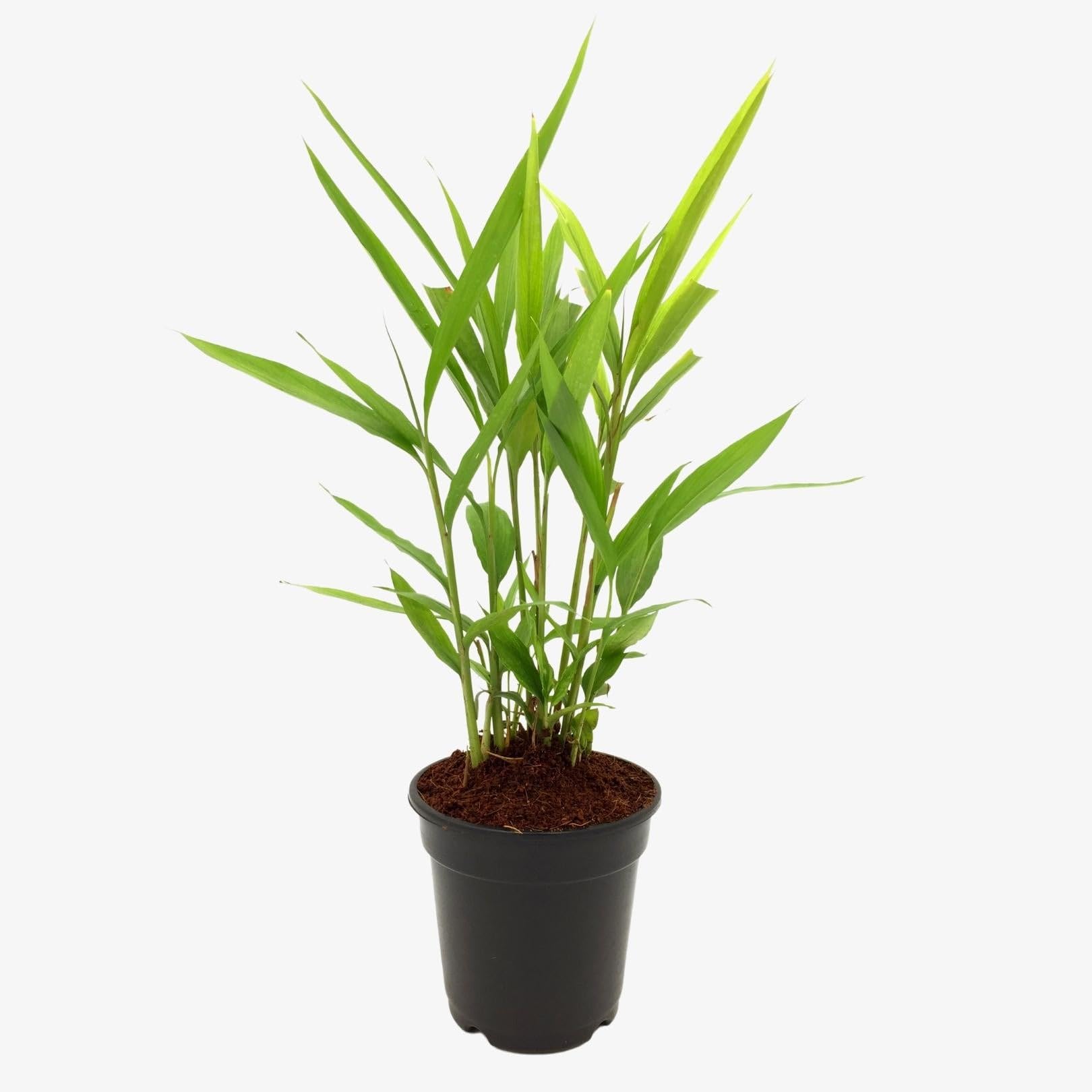 See full amazon price history chart for Mphmi Live Plant Nursery NCR Cardamom, Elaichi, Velchi - Plant Mphmi Live Plant Nursery NCR Cardamom, Elaichi, Velchi - Plant (B0C4H1Q1FQ) Amazon Price History, Amazon Price Tracker