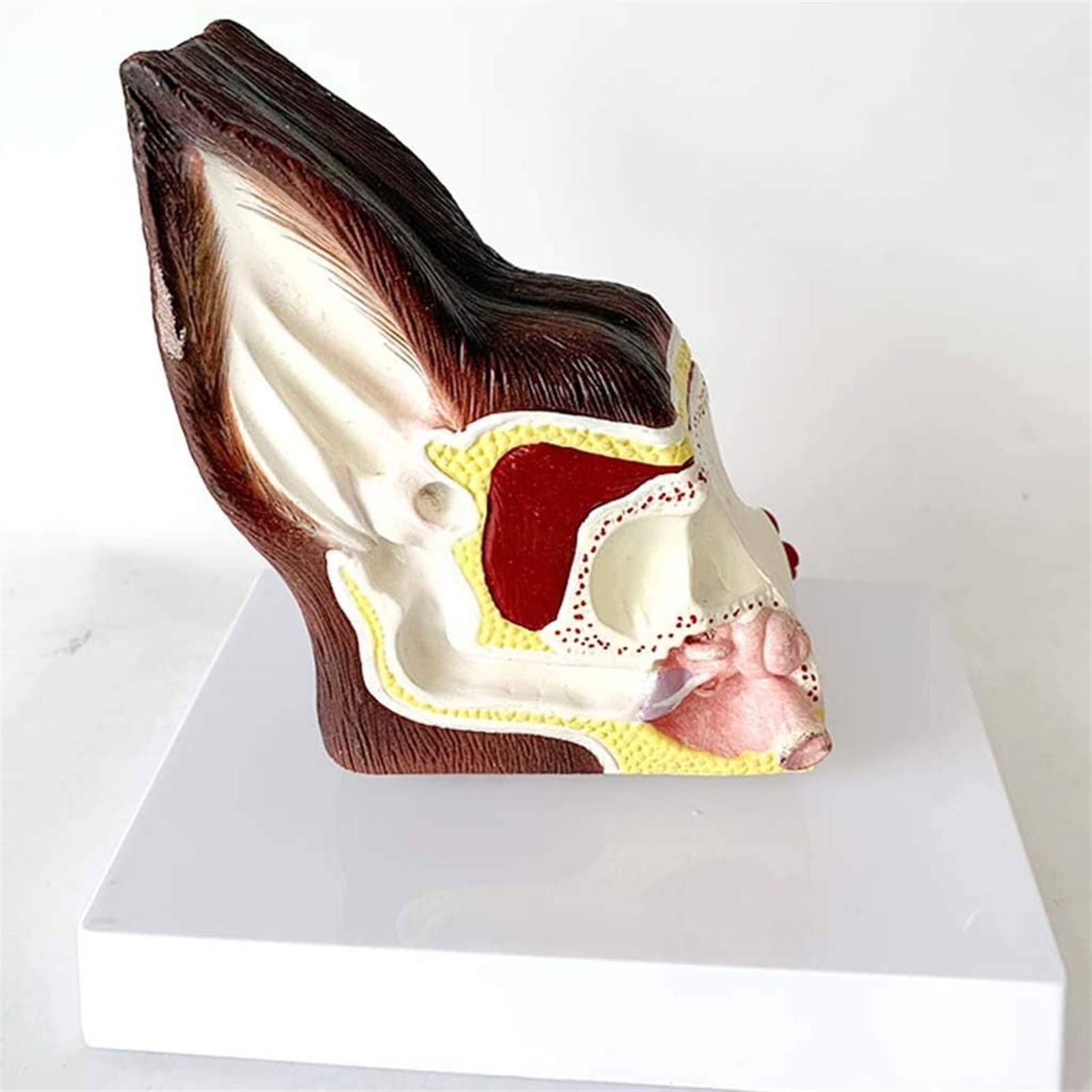 Modelo De Anatomía De Oreja De Perro Modelo De Anatomía De Estructura De Oreja De Perro Canidae - Modelo Anatómico De Oreja De Perro Canino - Modelo De Enseñanza De Equipos Veterinarios