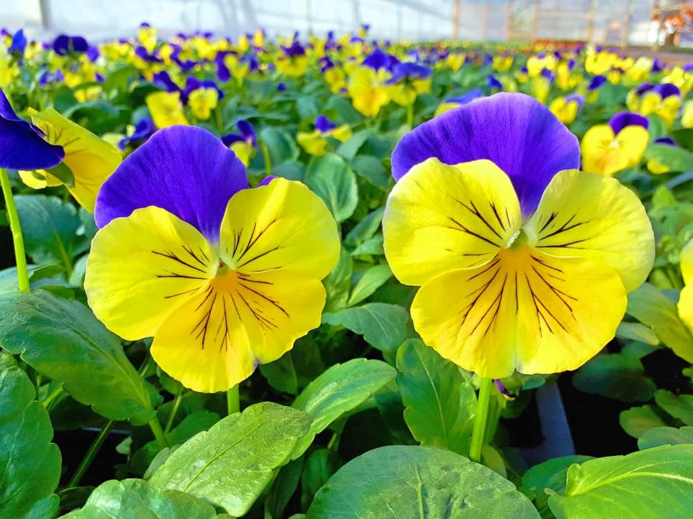 Flowering Plants Pansy 'Morpheus' 20 x Full Plant Pack Pansies Ready to Plant Bedding