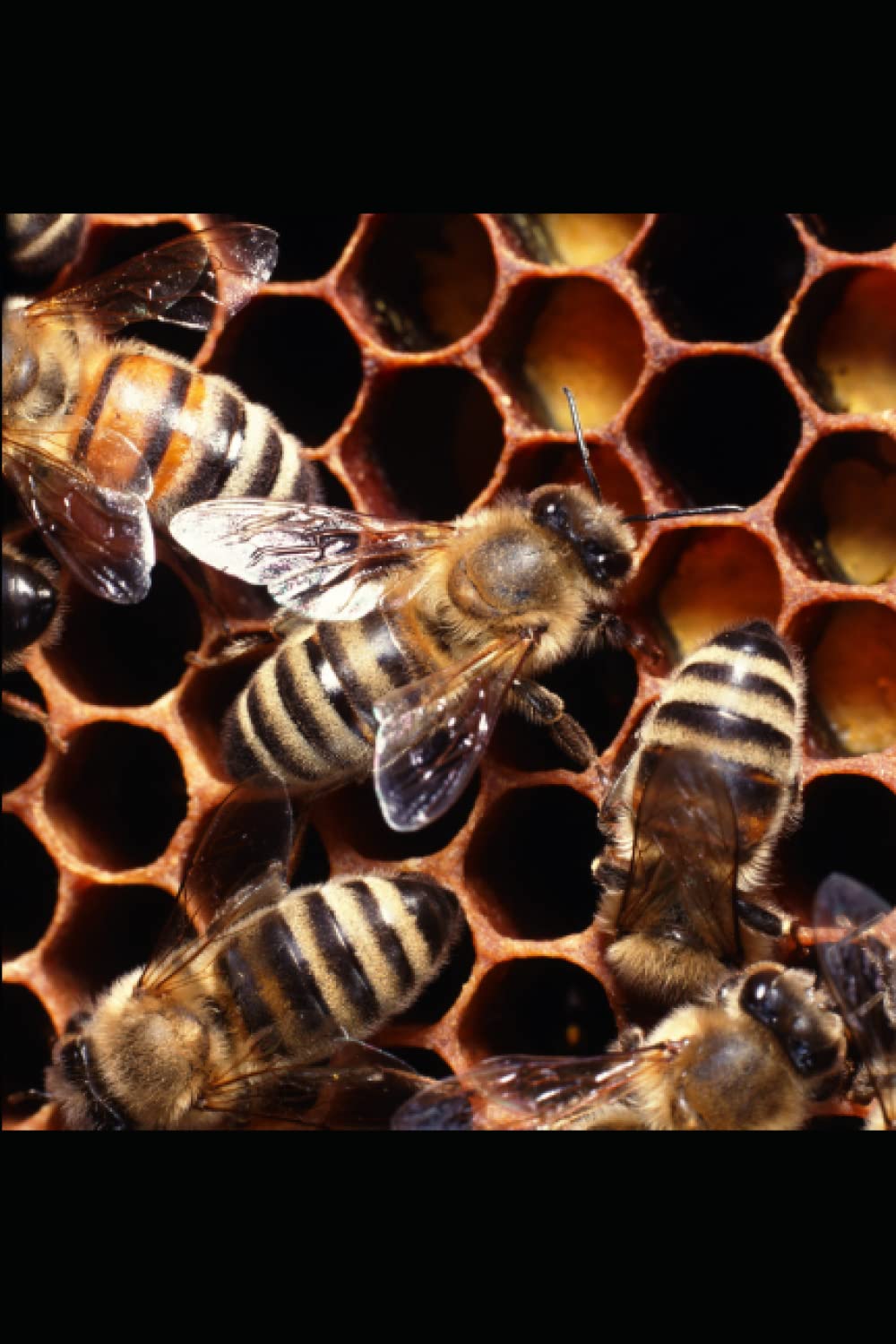 Shaba Umephfus: Vpower volume one