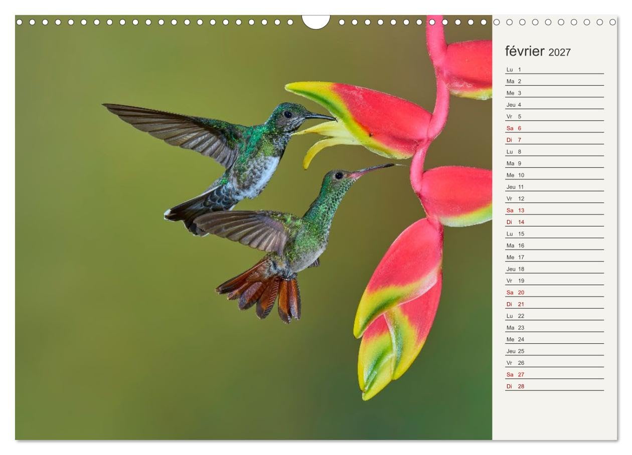 Colibris - éclats de nature (Calendrier mural 2027 DIN A3 vertical), CALVENDO calendrier mensuel: Joyaux de la forêt tropicale