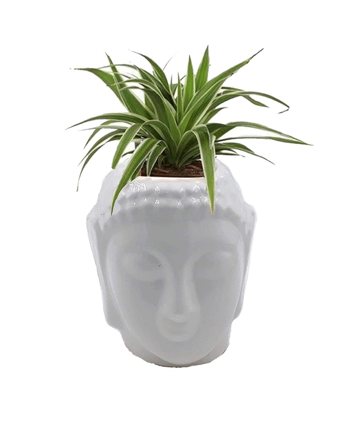 Captech Ceramic Gautam Buddha Flower Pot, White (5 Inch) (B08YNNZLWJ) Amazon Price History, Amazon Price Tracker