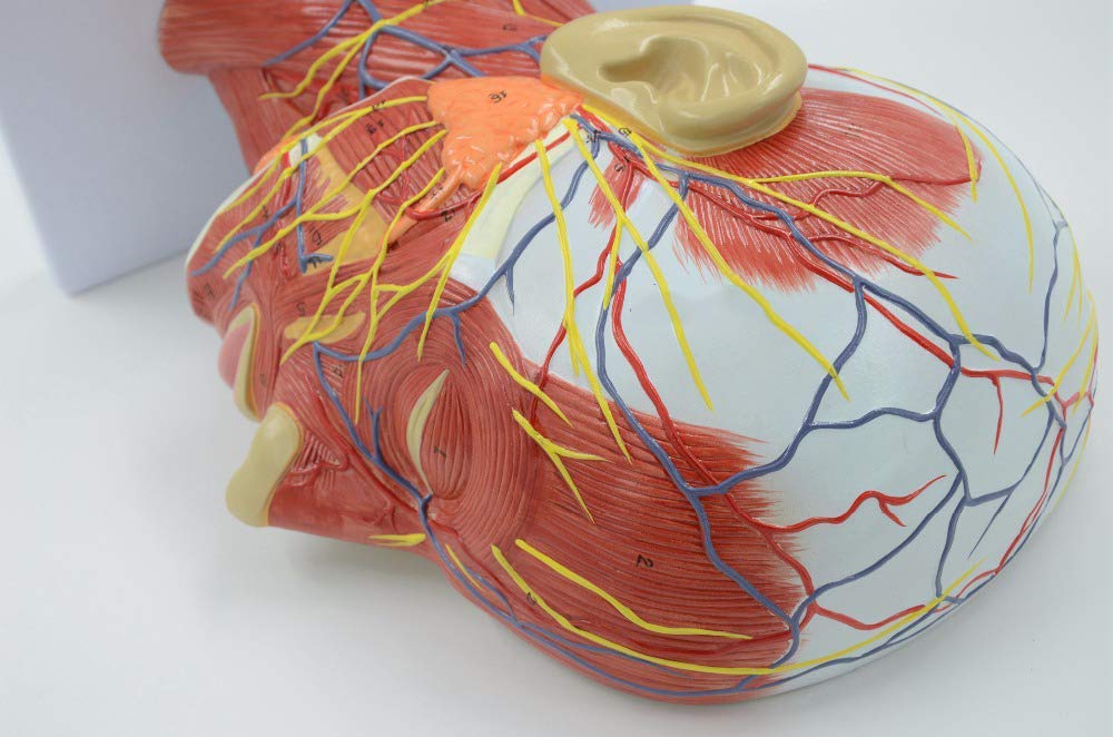 Generico Testa Umana Anatomica 1:1, Fronte-Retro Didattico | Base In Plastica Pvc, Contenente Strutture Vascolari E Nervose, Adatta Per Scuole E Ospedali
