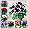 100 Pcs/Pack Gloxinia Seeds Perennial Flowering Seed Plants Sinningia Speciosa Seed Balcony Flower Mix Colors Can Be Choose - (Color: 13) #1
