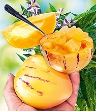 BALDUR Garten 1 x Melon Pear 'Sugar Gold', Plant in 10.5 cm Pot, Solanum muricatum, Pear Melon, Melon Plant, Giant Fruits, Perennial, Self-Fertilising, Fast Growing