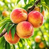 5Pcs Premium Peach Seeds for Planting - Sweet & Juicy Fruit, Fast-Growing,Ideal for Home Garden & Outdoor Planting