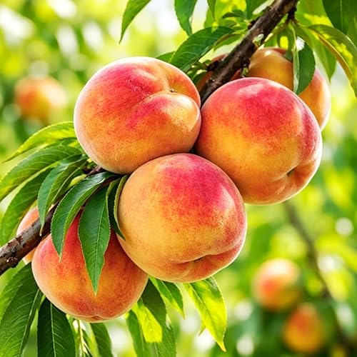 5Pcs Premium Peach Seeds for Planting - Sweet & Juicy Fruit, Fast-Growing,Ideal for Home Garden & Outdoor Planting