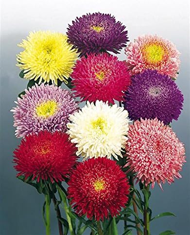 Creative Farmer Flower Seeds Aster Pomponent Formula Mix Flower Seeds For Commercial Purpose-500 Seeds