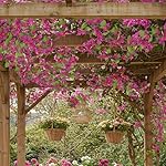 Artificial Bougainvillea Flowers Garland Fuchsia Silk Bougainvillea Vines UV Resistant Realistic Faux Hanging Flowers Plants for Outdoor Outside Summer Decoration Porch Patio Balcony Yard Wall - Image 5