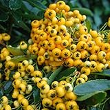 20 Pyracantha coccinea Seeds, amarillo Firethorn Semillas