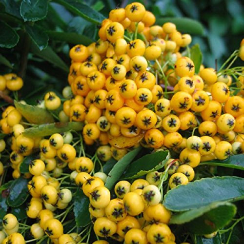 Graines de Pyracantha Coccinea, graines de Buisson ardent jaune