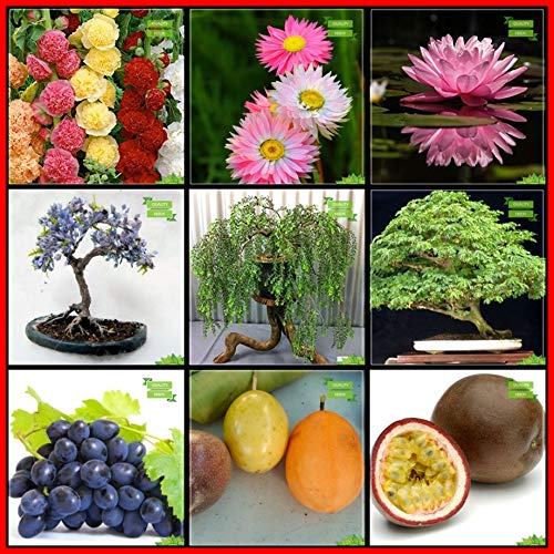 Creative Farmer Combo Plant Seeds Amazon.in Garden & Outdoors