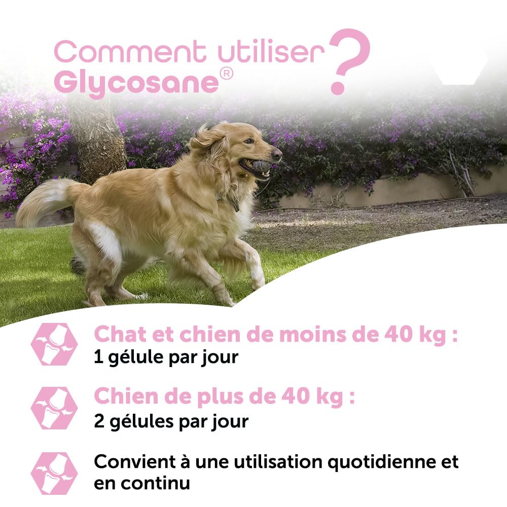 MP Labo Glycosane® - Soutien de la Fonction Articulaire pour Chien et Chat (100 gélules)