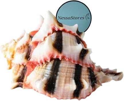 NESSASTORES Brassica Murex 3"-4" Hermit Crab Shells for Beach Decor, Aquarium Decor, Arts & Crafts | Home, Office, or Hermit Crab Accessories. JC-036 1 Shell | Brassica 3" to 4"