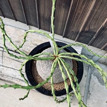 Amazon|遊恵盆栽 コーデックス:ユーフォルビア デシドゥア Amazon|遊恵盆栽 コーデックス:ユーフォルビア デシドゥア