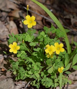New 100pcs Oxalis laciniata Flower Seeds Yellow Generic