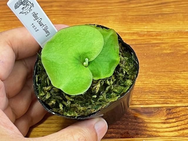 Amazon｜frog_yamato【ridleyi dwarf silvery】リドレイ ドワーフ