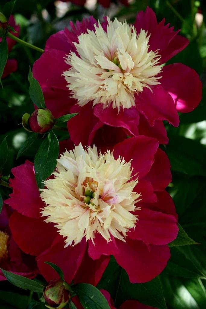 See full amazon price history chart for Radha Krishna Agriculture® Imported Excellent Quality Peony Flower Bulbs for Home Outdoor Gardening Plants Flowering Bulbs (Pack of 1 Flower bulbs) (mix) Radha Krishna Agriculture® Imported Excellent Quality Peony Flower Bulbs for Home Outdoor Gardening Plants Flowering Bulbs (Pack of 1 Flower bulbs) (mix) (B09HSDG8HM) Amazon Price History, Amazon Price Tracker
