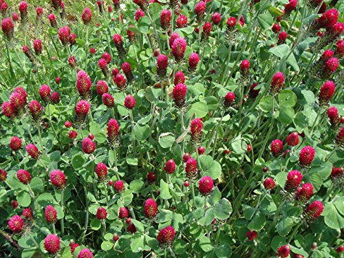 Crimson Clover Seed 1 Lb #TOP4