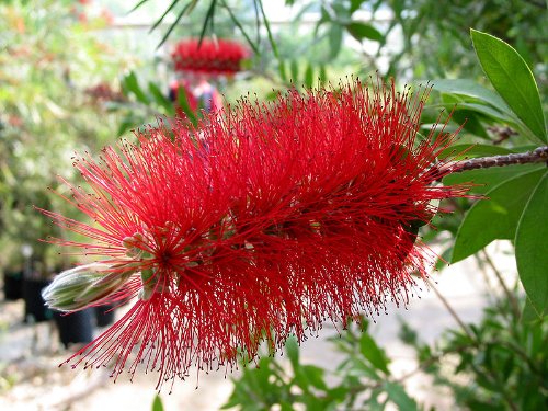40 Crimson BOTTLEBRUSH Callistemon Citrinus...