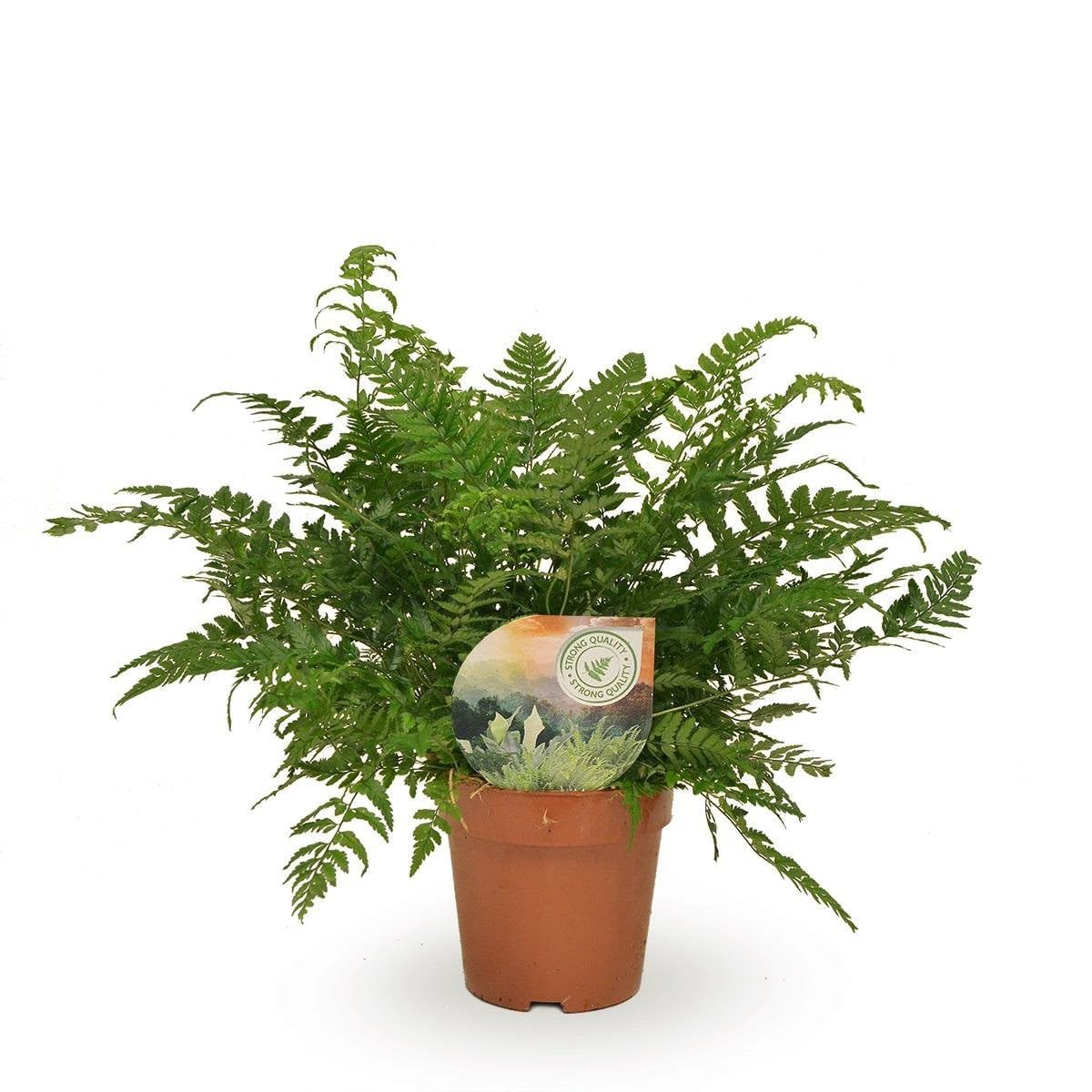 Zimmerpflanze Enthält Polystichum Tsussimense, Pflegeleicht, Luftreinigend, Athyrium, Für Wohnzimmer Büro, Grün, Ø12cm 30cm