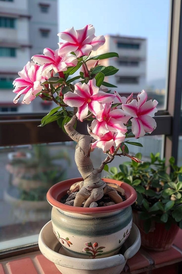 Live Adenium Desert Rose Bonsai | Fragrant Flowering Indoor Plant Pack Of 1 Without Pot-image-32