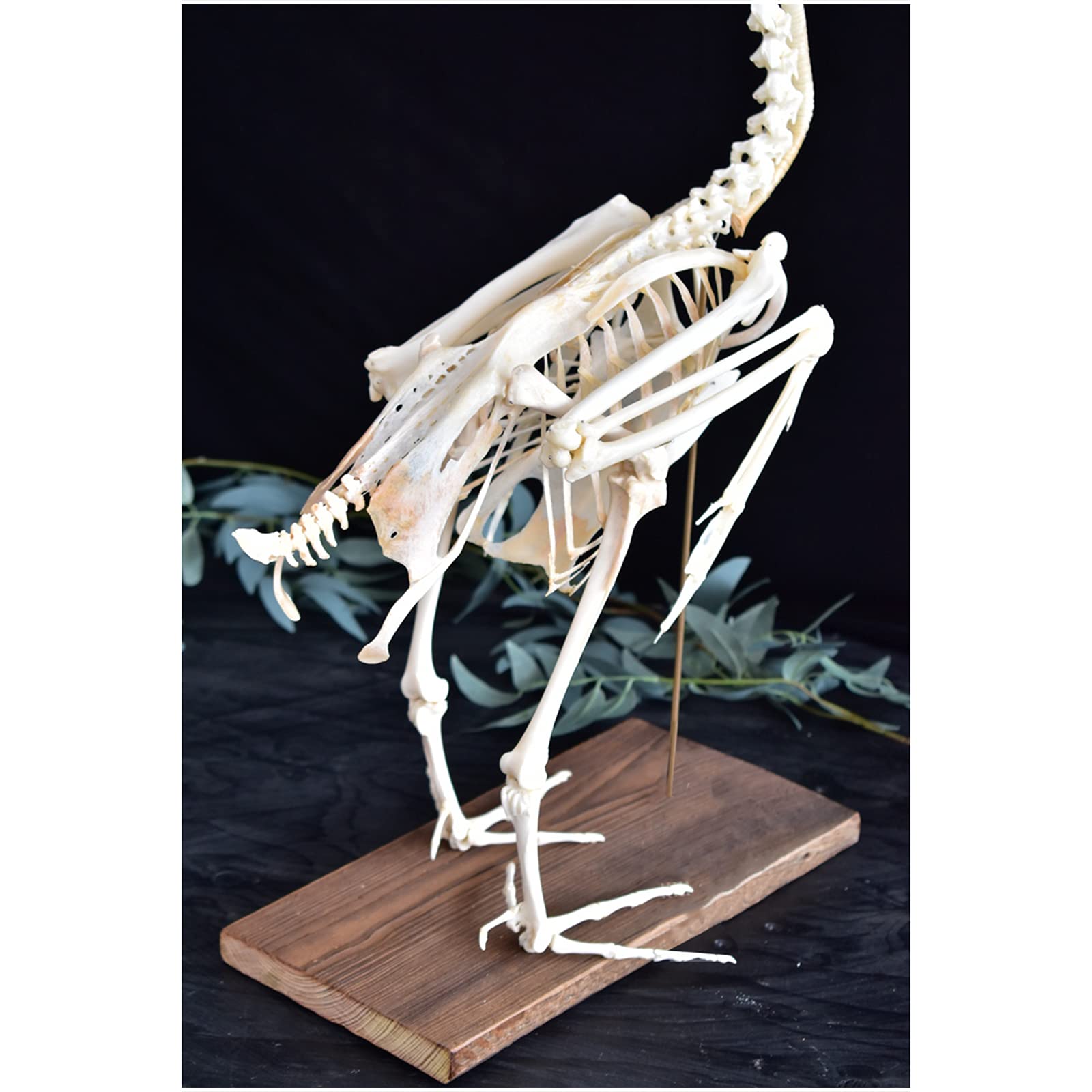 Amazon.co.jp: ガチョウの骨格モデル - 動物の骨標本 - 25.9インチの