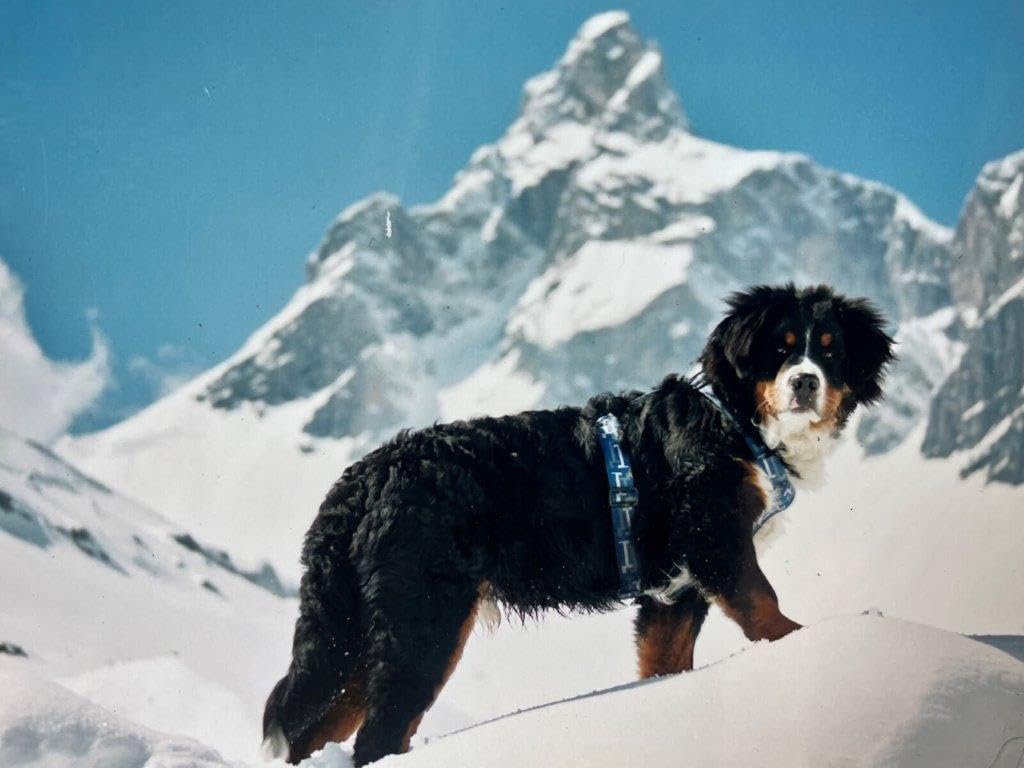 Ubac and Me: A Life of Love and Adventure With a French Mountain Dog