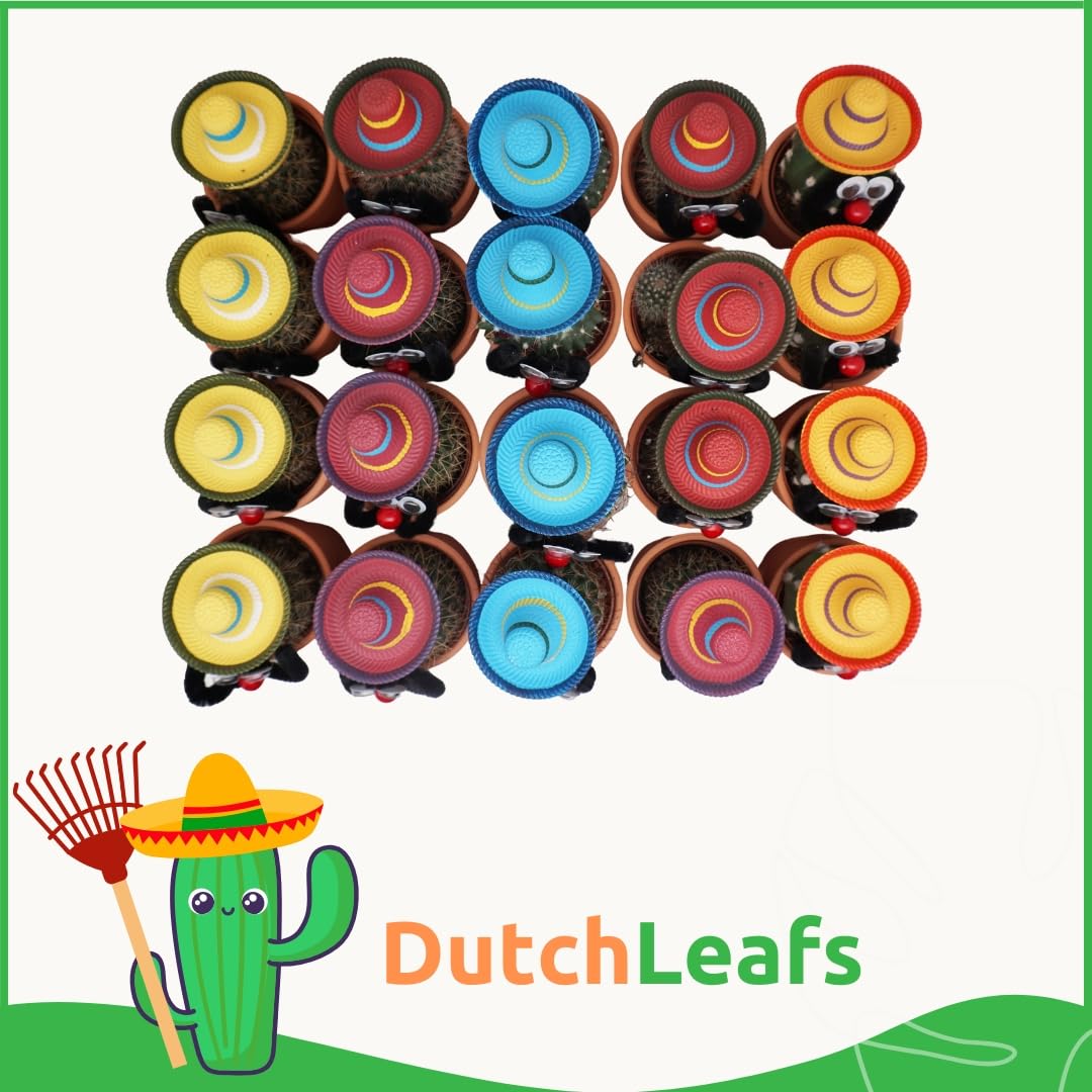 10 Stück Mexikanische Kakteen mit Sombrero im Ø 7 cm Terrakotta Blumentopf - Ideale Kaktus Deko für Zuhause, Büro, Restaurants, Hotels - Höhe 8-15 cm