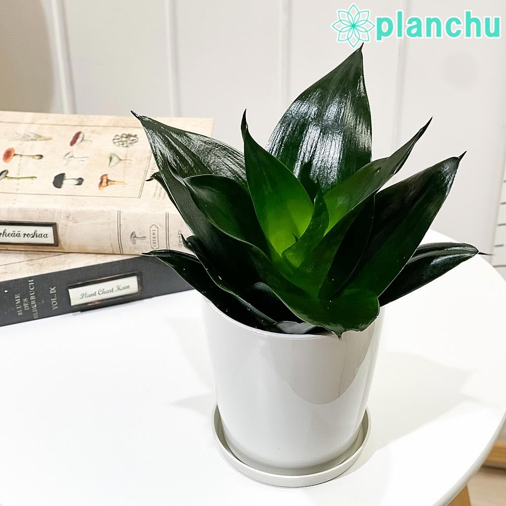 Amazon｜PLANCHU 観葉植物 サンセベリア ブラックドラゴン 4号鉢