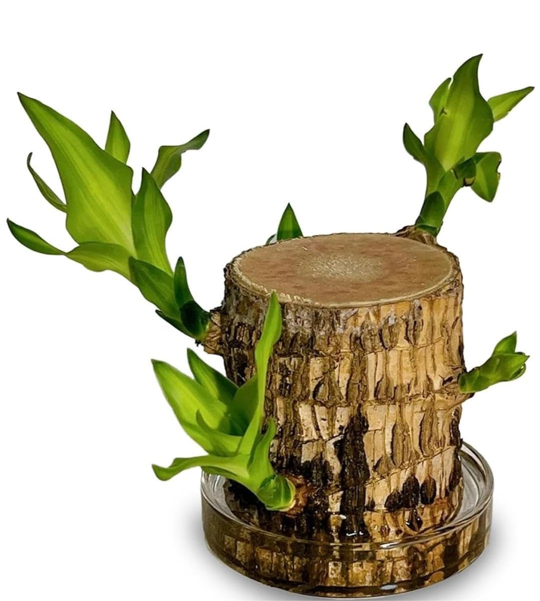 Brazilian Wood Lucky Bamboo Live Plant with Glass Pot | Indoor Bamboo House Plants for Home, Living Room, & Office Decoration | Vastu Plant | NDN-4458-image-37