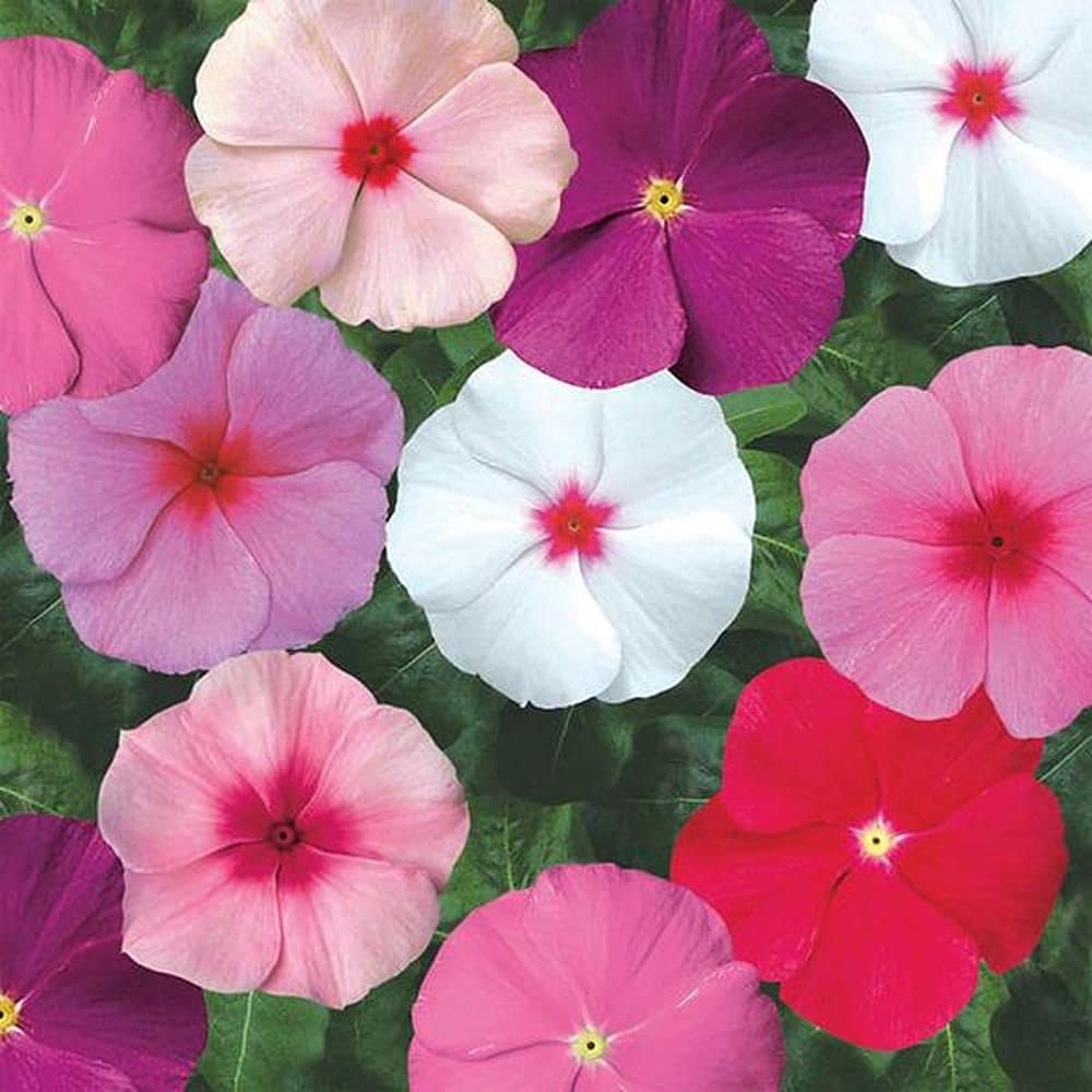 LIVE GREEN Flower Seeds | Vinca Mix Color Flower Seeds For Home Gardening (20 seeds Pack) (B09BV6YX14) Amazon Price History, Amazon Price Tracker