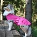 FINNERO Sport Softshell Hundejacke – Winddicht, reflektierend und fleecegefüttert, wasserabweisend und atmungsaktiv – XL, Rosa