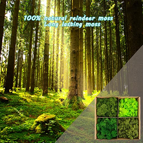 Image of Amoueterno Preserved Moss 4 Color Reindeer Moss,Total 14OZ Each Color 3.5OZ, Natural Real Green Moss DIY Kit Moss Crafts Art Wall Decor Florist Decor Forest Green /Yellow Green /Leaves Green /Grass Gree