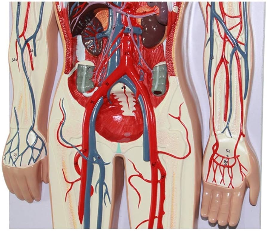 Amazon.co.jp: 人間の解剖学モデル - 人間の血液循環系モデル - 動脈 Amazon.co.jp: 人間の解剖学モデル - 人間の血液循環系モデル - 動脈