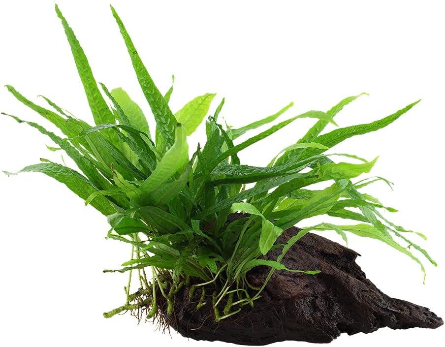 Tropica Aquarium Pflanze Microsorum pteropus Javafarn Wasserpflanzen ...