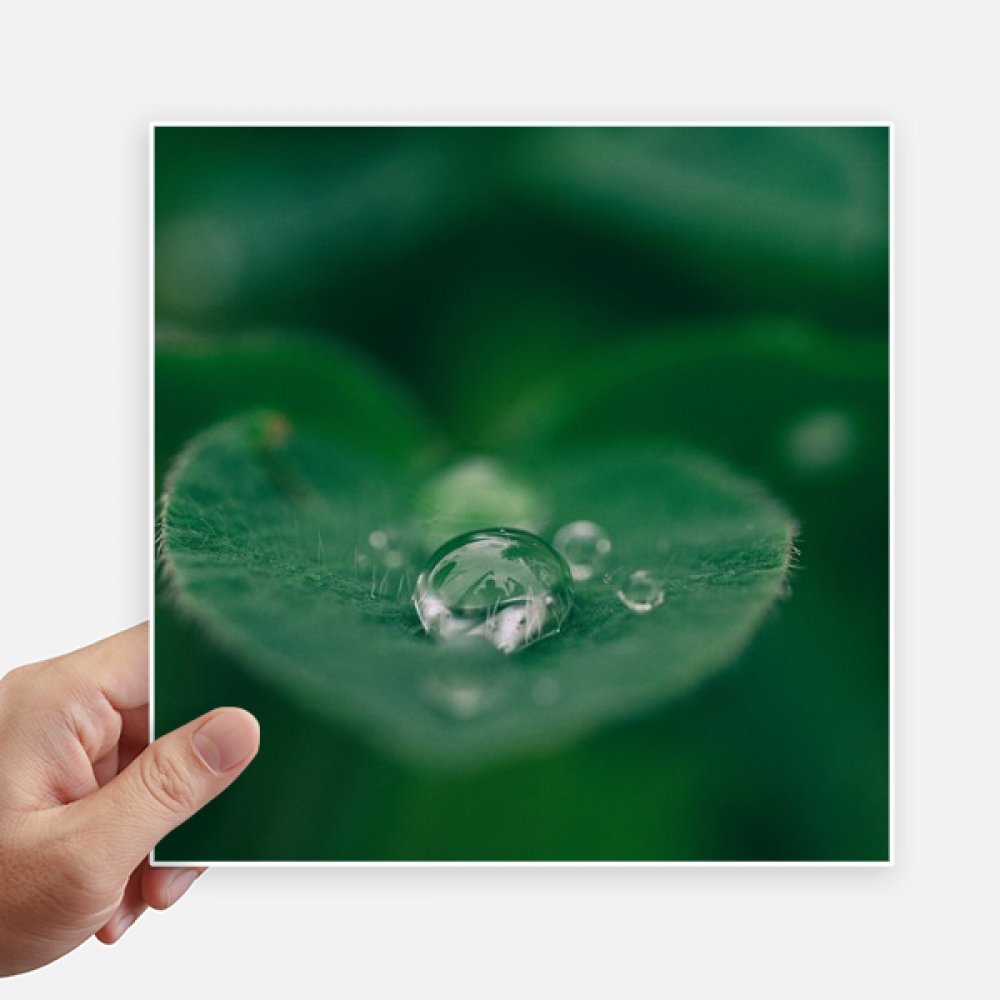 Autocollant carré de 20 cm Les Feuilles des Plantes DIYthinker 4Pcs
