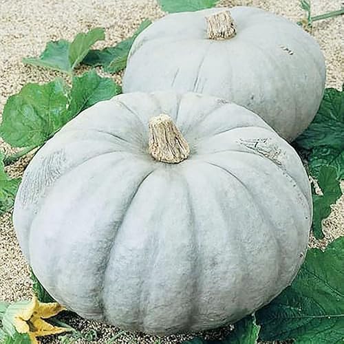 Miniatura 4 de Jarrahdale - Semillas grandes de calabaza azul, de 6 a 10 libras, una de las calabazas más interesantes y decorativas, así como deliciosas