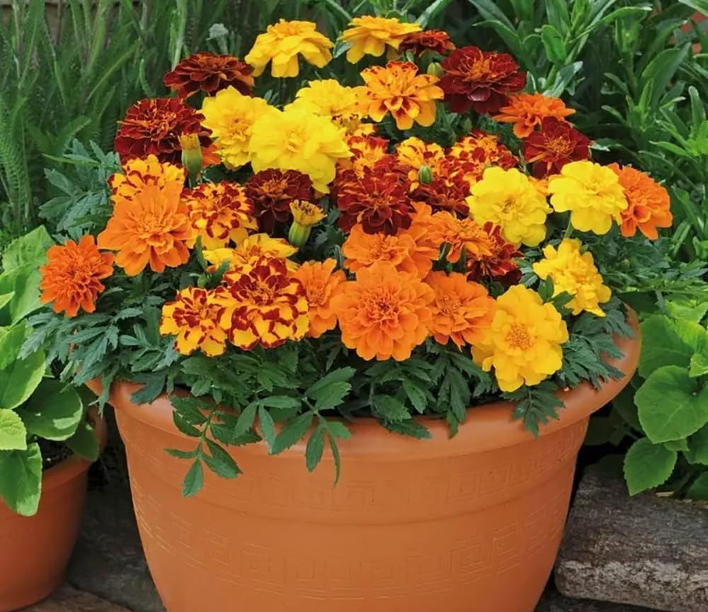 100+ Mixed Marigold Seeds Sparky Mix French Marigolds Flowers Garden Planting
