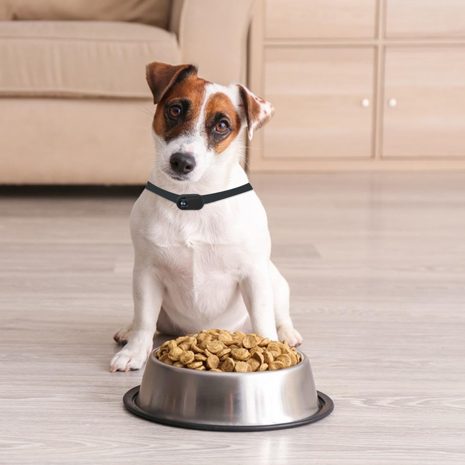 Caméra pour Collier De Chien Et Chat pour Animal De Compagnie, HD 1080p, sans Fil, Pas Besoin De WiFi, Caméra De Capture Vidéo De Haute Qualité pour Chien, Chat Et des Sports