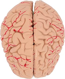Baluue Brain Anatomical Model Human Brain: Partitioned Brain Anatomically Accurate Brain Life Size Human Brain Anatomy for Science Classroom Study Display Teaching Medical Models