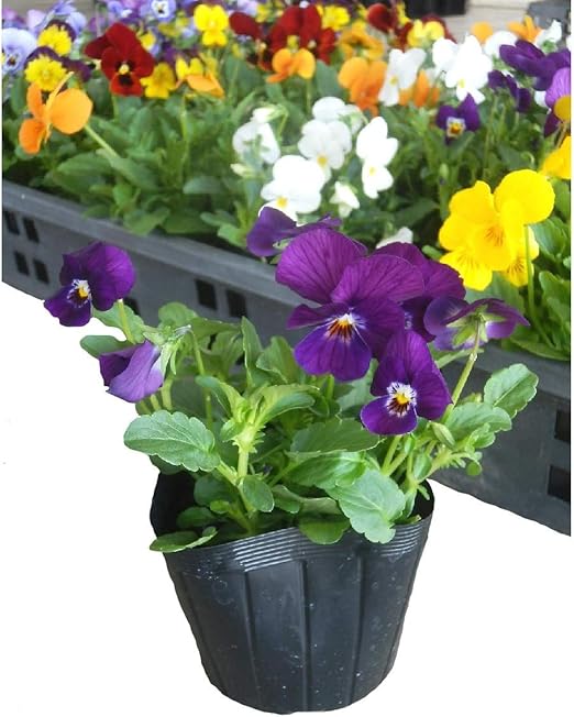 Amazon ビオラ ミックス 8ポットセット 3号苗 花苗 セット販売 ガーデニング 花苗 まとめ売り 花