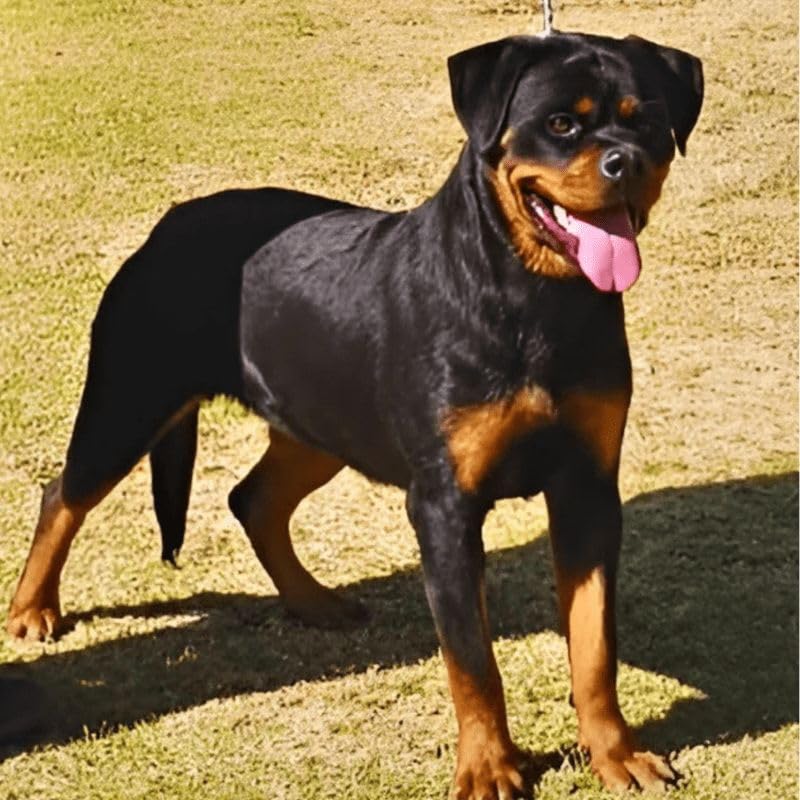 CollectA Cats and Dogs Rottweiler Toy Figure, Large : Amazon.co.za