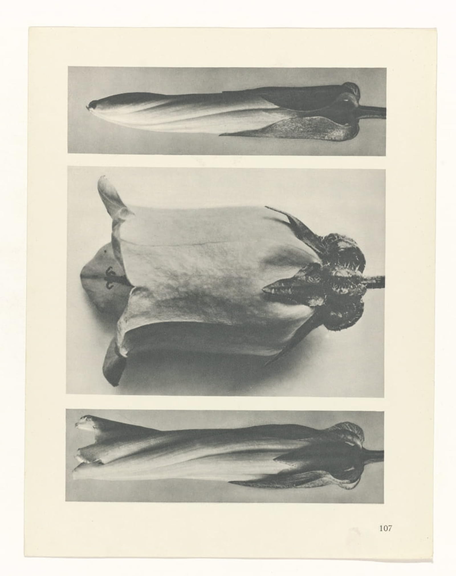 Posteriik No Frame Vintage Print Pop Art Landscape Artwork Botanical Picture Painting Canvas Art By Karl Blossfeldt Art Prints For Office Home Decor 60X90cm