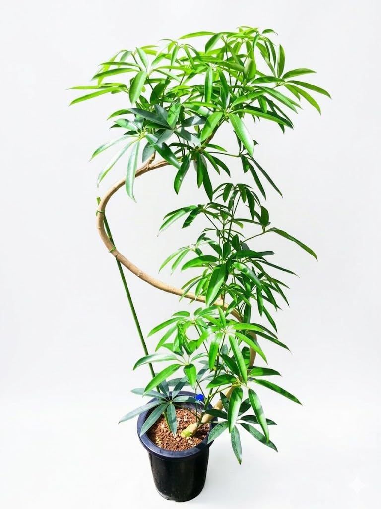 Amazon｜アンガスティ フォリア 曲がり 8号 観葉植物｜観葉植物