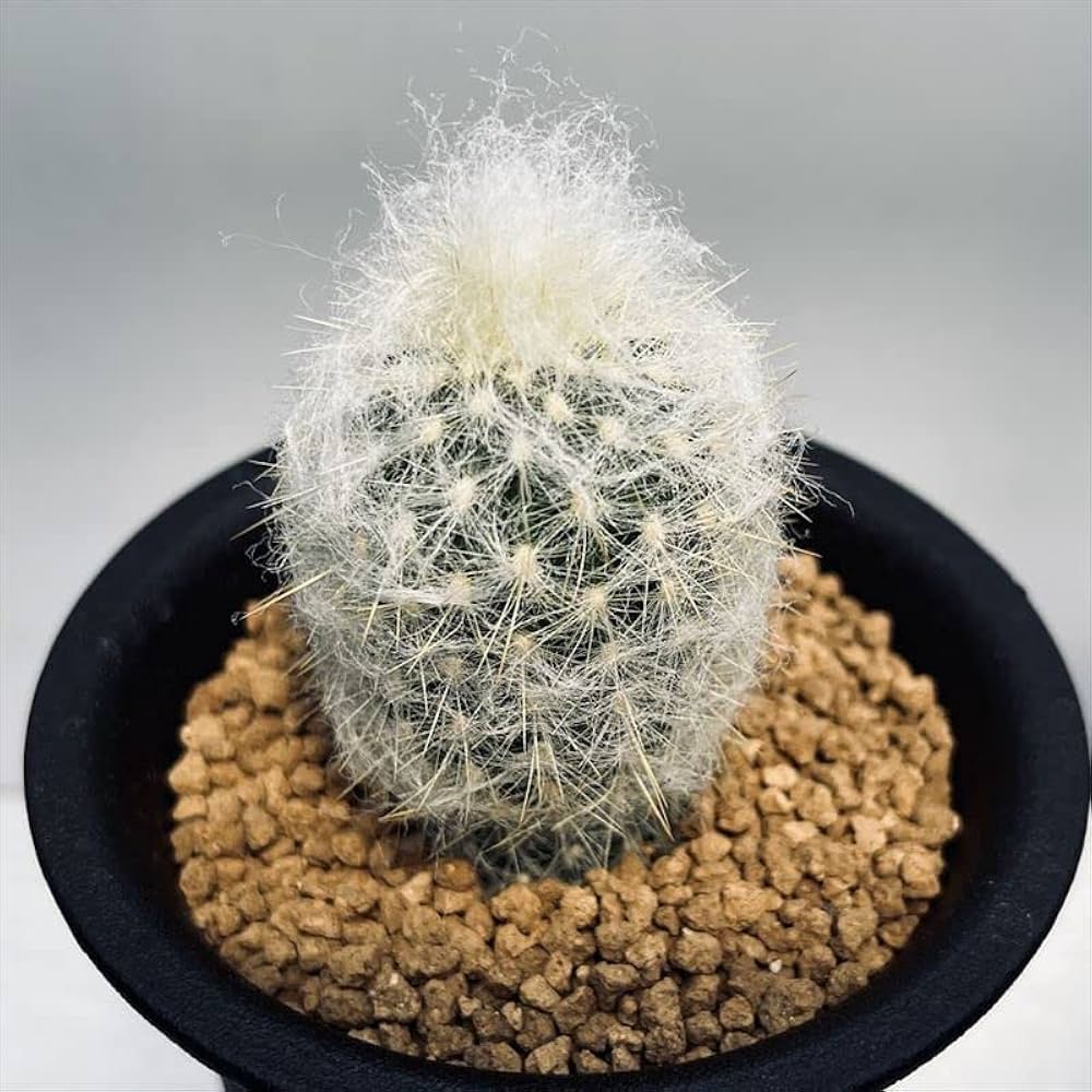 Amazon｜サボテン：エスポストア 白楽翁（はくらくおきな）実生*｜観葉