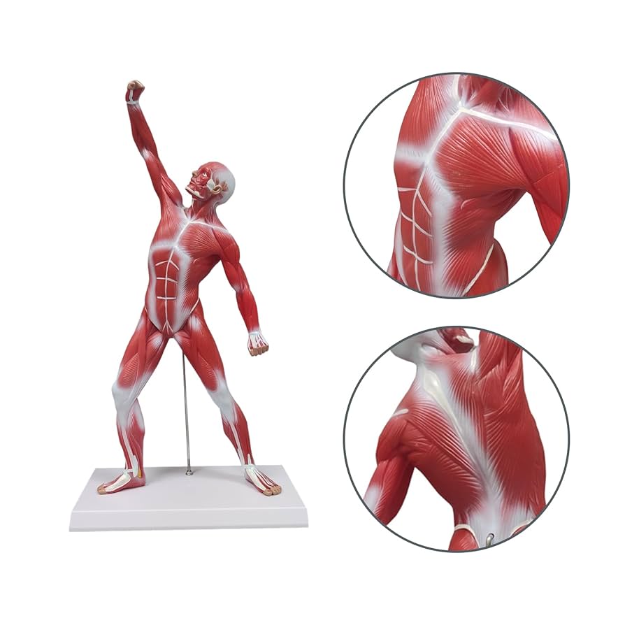 Amazon.co.jp: ウルトラアシスト人体解剖学筋肉モデル、20インチ筋肉