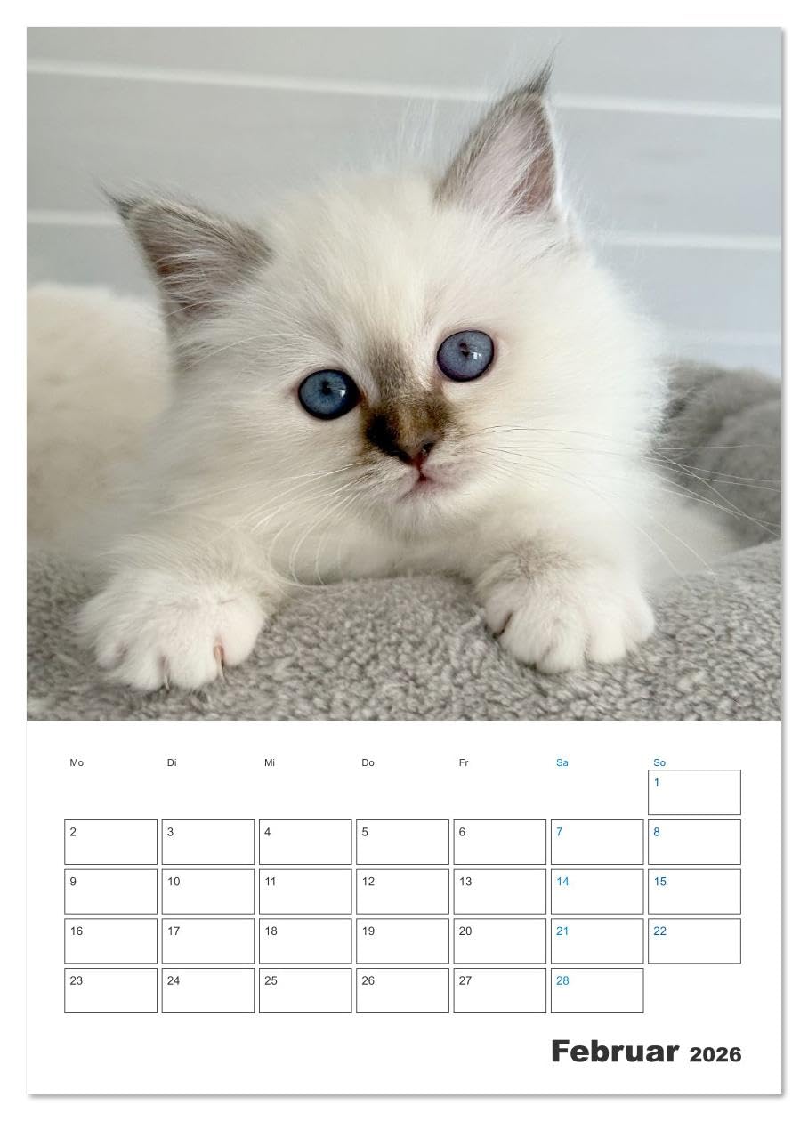 Heilige Birma Kitten Kalender mit Planer (Wandkalender 2026 DIN A2 hoch), CALVENDO Monatskalender: Niedliche Fotografien verspielter Katzenkinder. (CALVENDO Tiere)