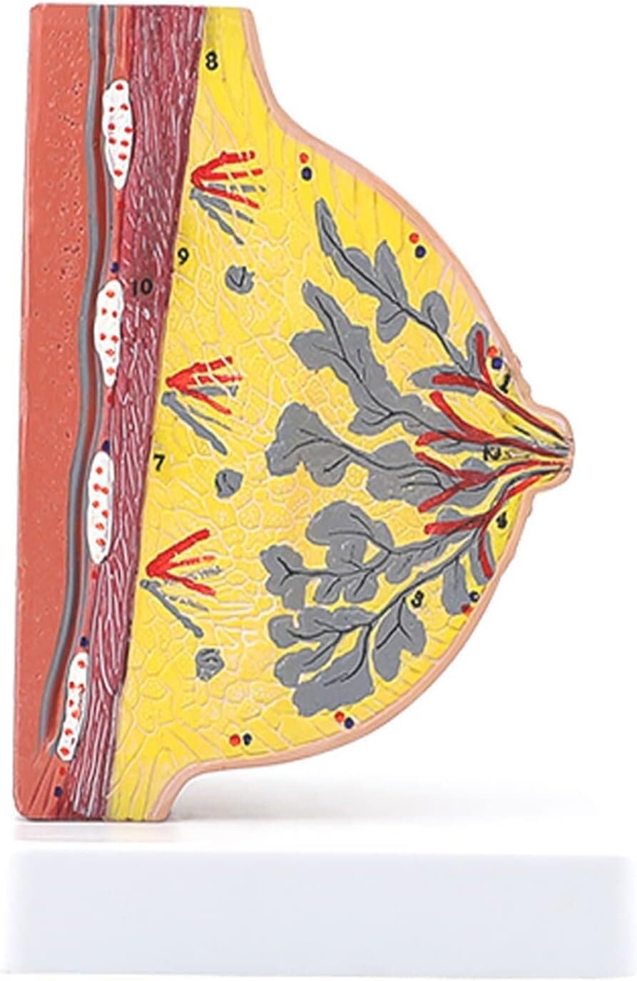 Modèle anatomique transversal de la poitrine de en lactation silencieuse (demi-corps) avec indicateurs numériques for la communication avec les patients et les aides à la formation à l'enseignement mé